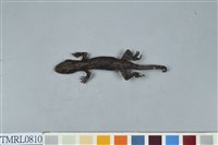 藏品(鉛山壁虎)的圖片